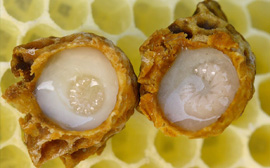 Toptan Arı sütü ve polen satışı